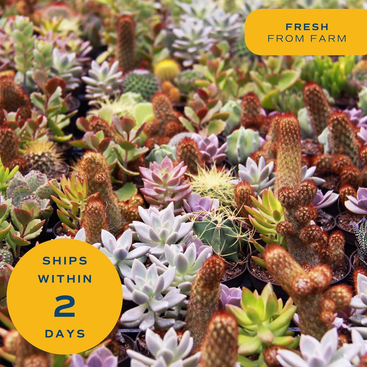 Costa Farms Succulent Plants (Pack of 3), Live Indoor Plant Mini Succulent in Cute Decor Plant Pot