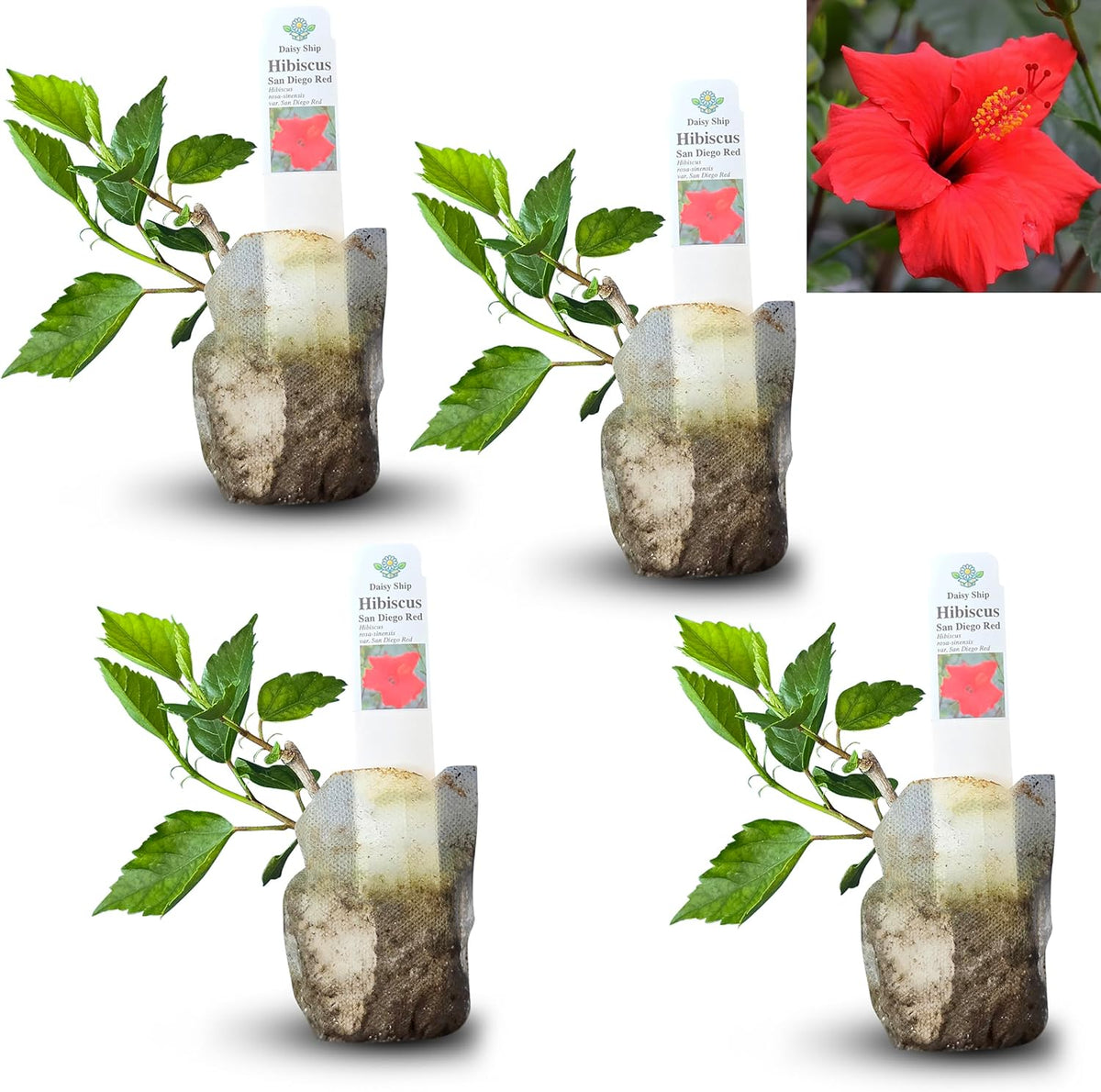 Red Hibiscus. rosa-sinensis. Live Plant - Tropical Blooming Hibiscus, Pretty Flowers, Used in Tea