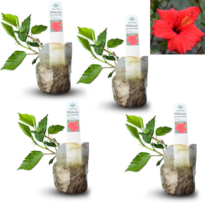 Red Hibiscus. rosa-sinensis. Live Plant - Tropical Blooming Hibiscus, Pretty Flowers, Used in Tea