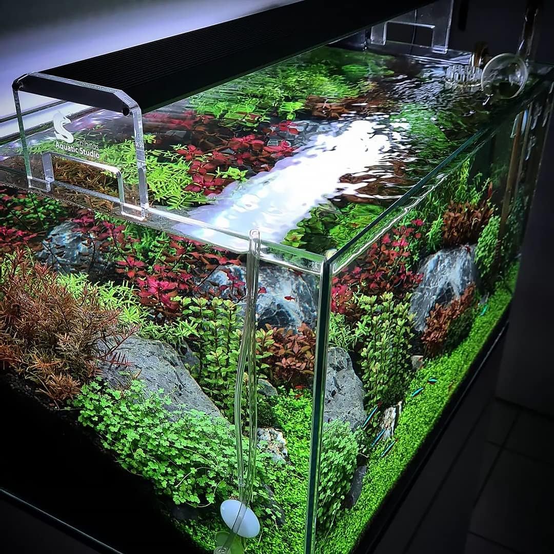 SubstrateSource Live Aquarium Stem Plants - Freshwater Aquatic Plant for Fish Tanks, Aquascaping