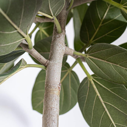 United Nursery Ficus Audrey – Standard Indoor Tree in 10” Grower Pot – 32–38 Inches Tall – Upright