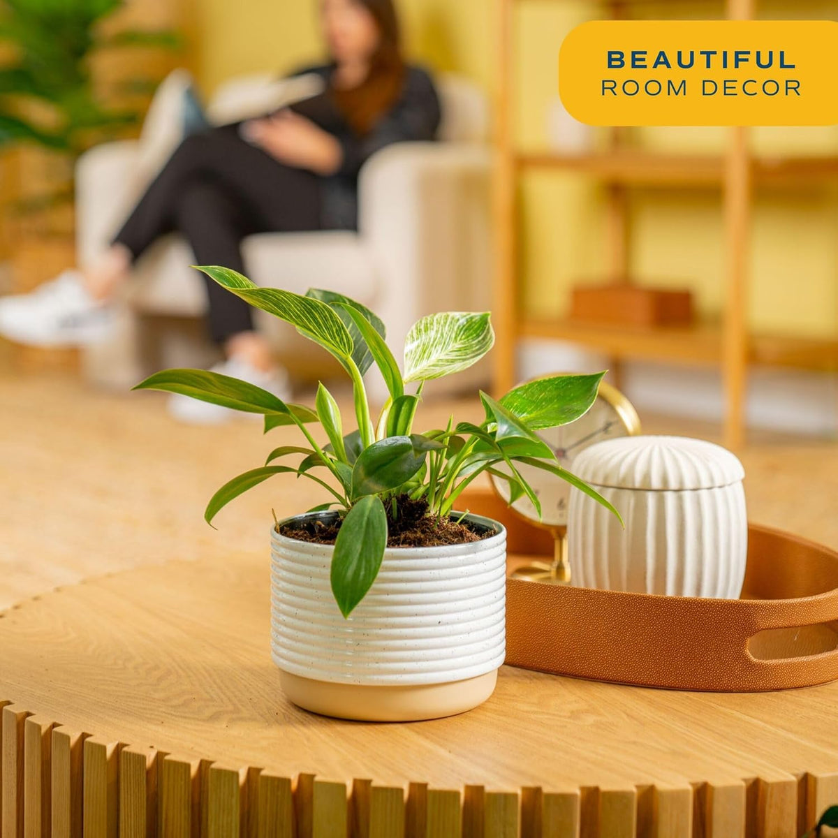 Costa Farms Philodendron Birkin Live Plant in Decorative Pot, Air Purifying Indoor Houseplant