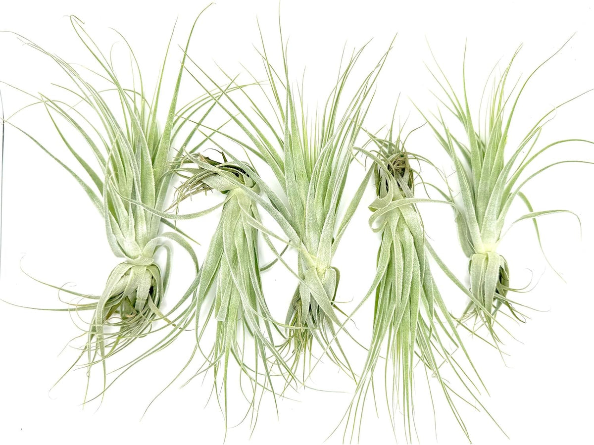 Live Air Plant - Tillandsia Gardneri 5-7” - 5ct - ragnaroc Rare Collectors Indoor Tropical Plant
