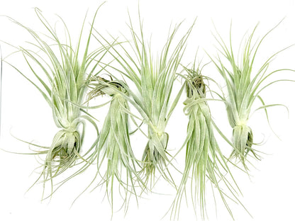 Live Air Plant - Tillandsia Gardneri 5-7” - 5ct - ragnaroc Rare Collectors Indoor Tropical Plant