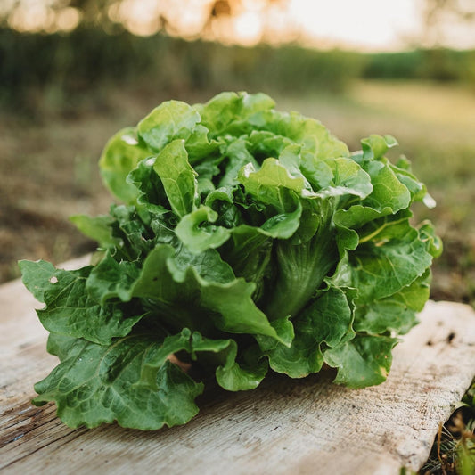 Arianna Batavian Lettuce - 500 Seeds - Non-GMO Batavian Lettuce Seeds for Planting in The Home