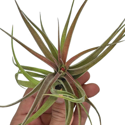 ragnaroc Air Plants - Tillandsia Brachycaulos Abdita, Large 4-6" - 5 ct - Live Arrival Guaranteed