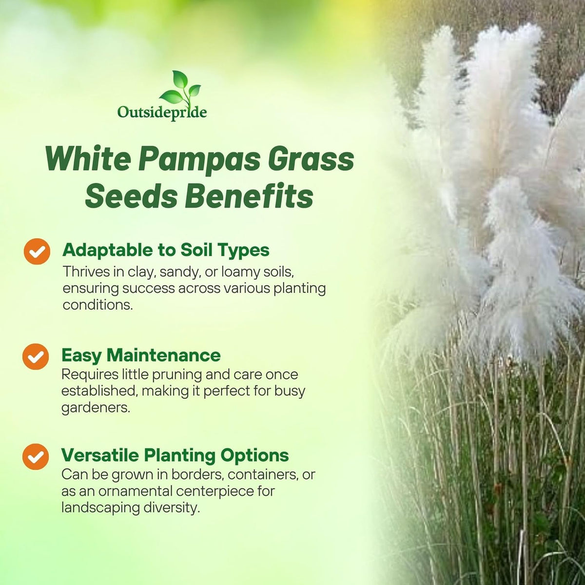 Outsidepride White Pampas Grass Seeds – 1,000 Pcs. Perennial, Drought-Tolerant Ornamental Grass for