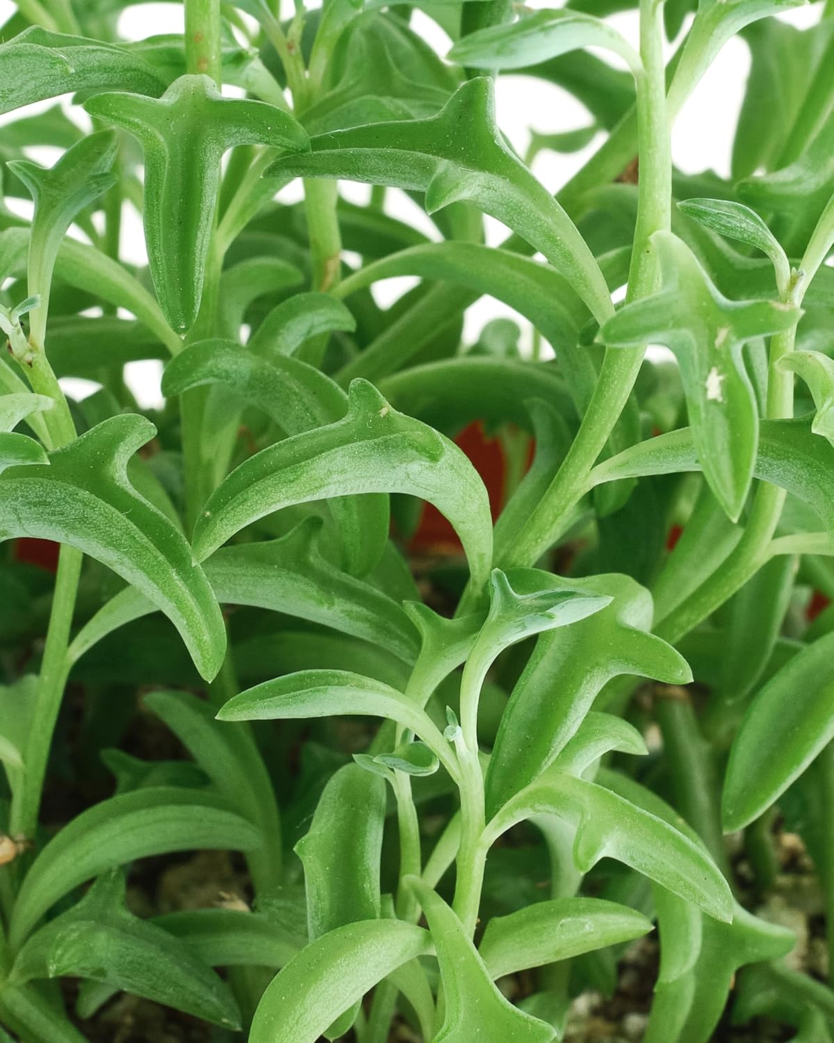 Shop Succulents String of Dolphins Hanging Succulent, Senecio Peregrinus, Fully Rooted Live 4"