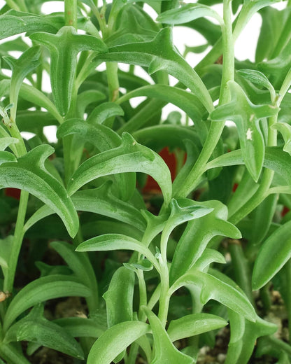 Shop Succulents String of Dolphins Hanging Succulent, Senecio Peregrinus, Fully Rooted Live 4"