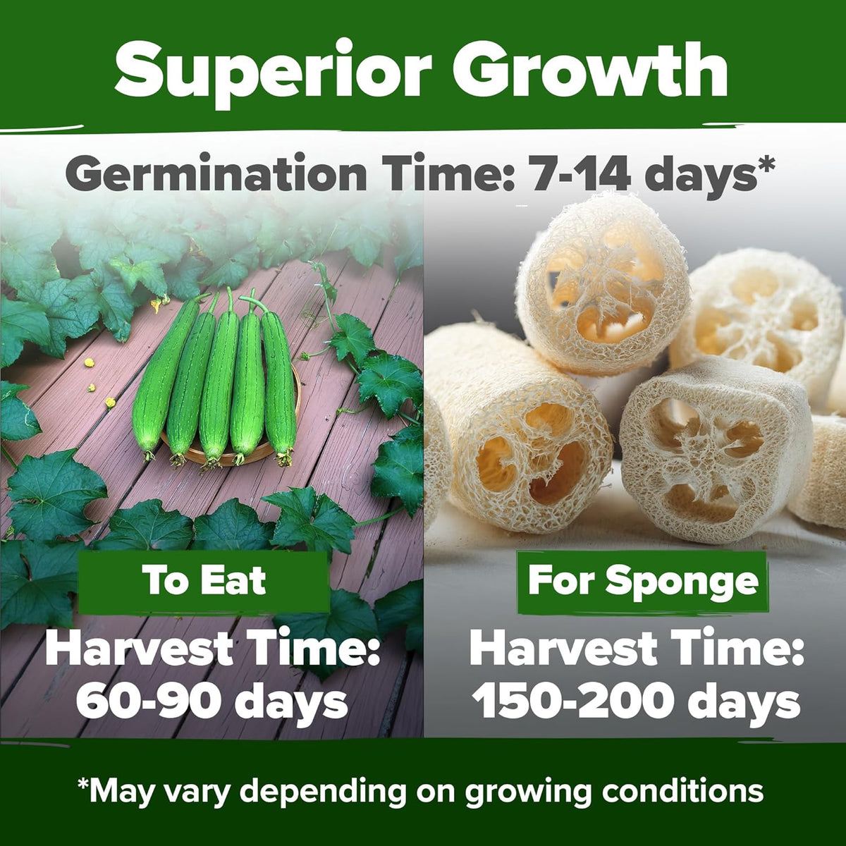 HOME GROWN Luffa Seeds 2 Pack(Luffa aegyptiaca)80 Heirloom 𝗡𝗢𝗡-𝗚𝗠𝗢,𝗨𝗦𝗔-𝗦𝗢𝗨𝗥𝗖𝗘𝗗