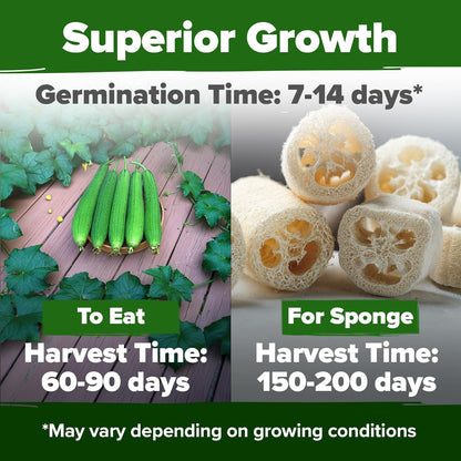 HOME GROWN Luffa Seeds 2 Pack(Luffa aegyptiaca)80 Heirloom 𝗡𝗢𝗡-𝗚𝗠𝗢,𝗨𝗦𝗔-𝗦𝗢𝗨𝗥𝗖𝗘𝗗