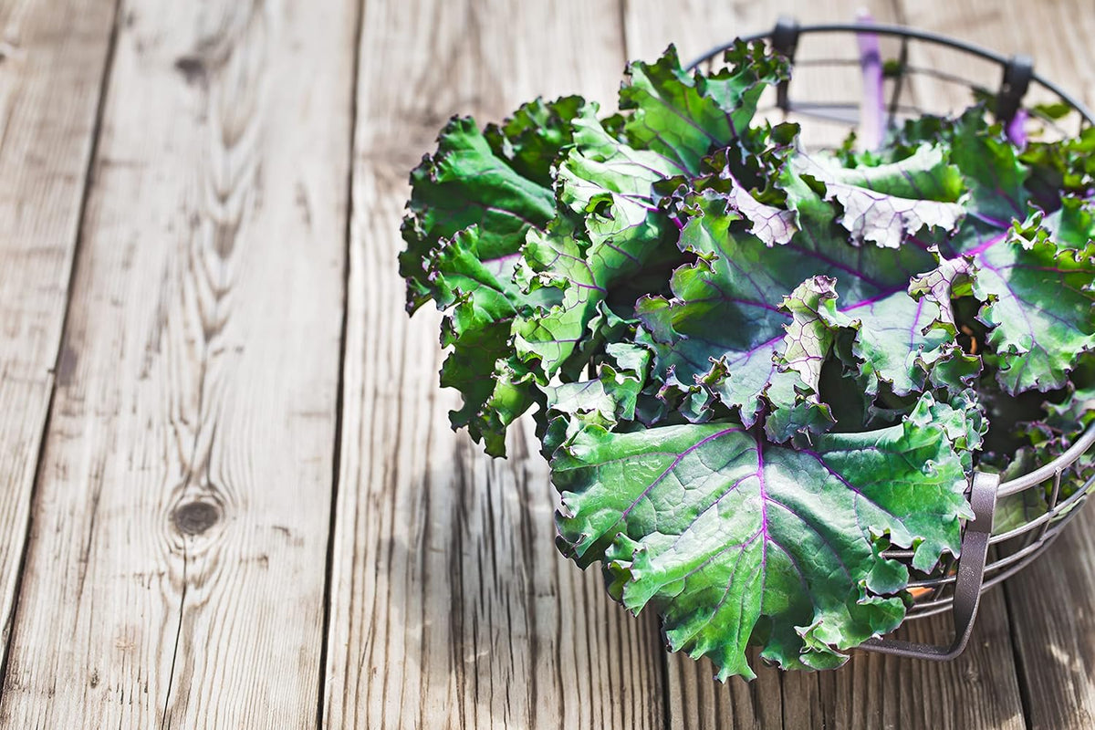 Greens Seeds Collection, 2500+ Seeds, 9 Heirloom Varieties, Arugula, Beet, Upland Cress, Vates