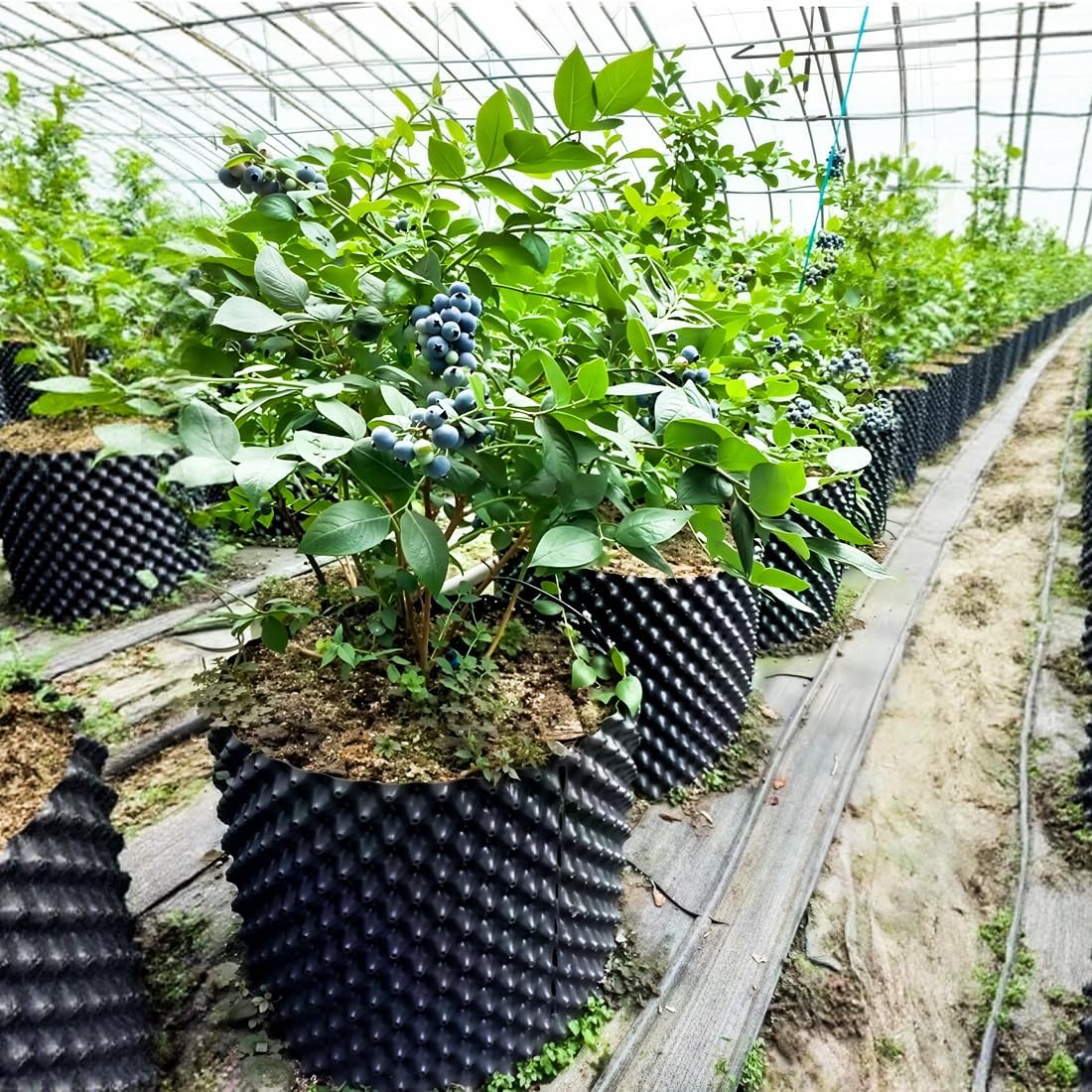 14 Gallon Air Pruning Planters, Plastic Pots for Plants, Large Plant Pots, Fruit Vegetable Garden