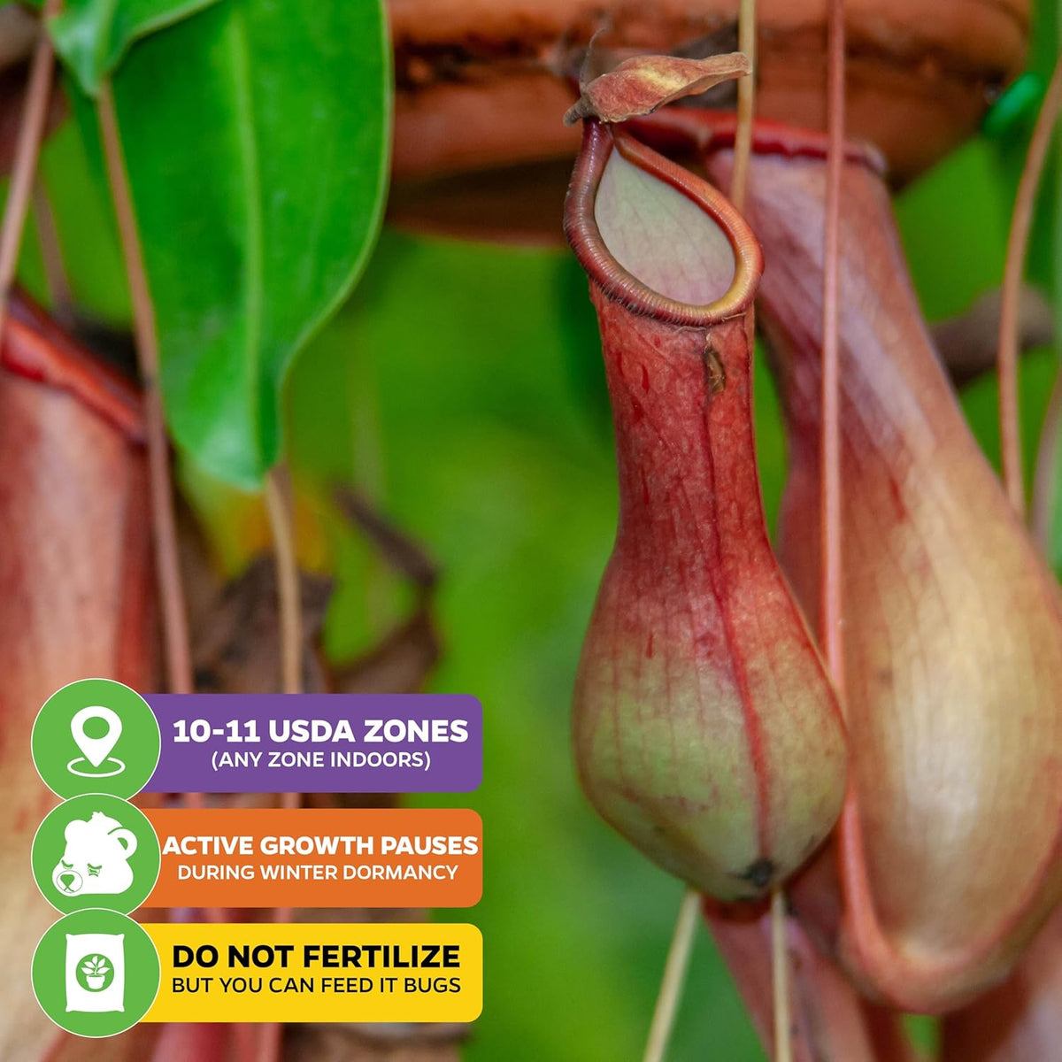 Lady Luck Carnivorous Pitcher Plant - Wellspring Gardens Starter Plant - Nepenthes Ampullaria x
