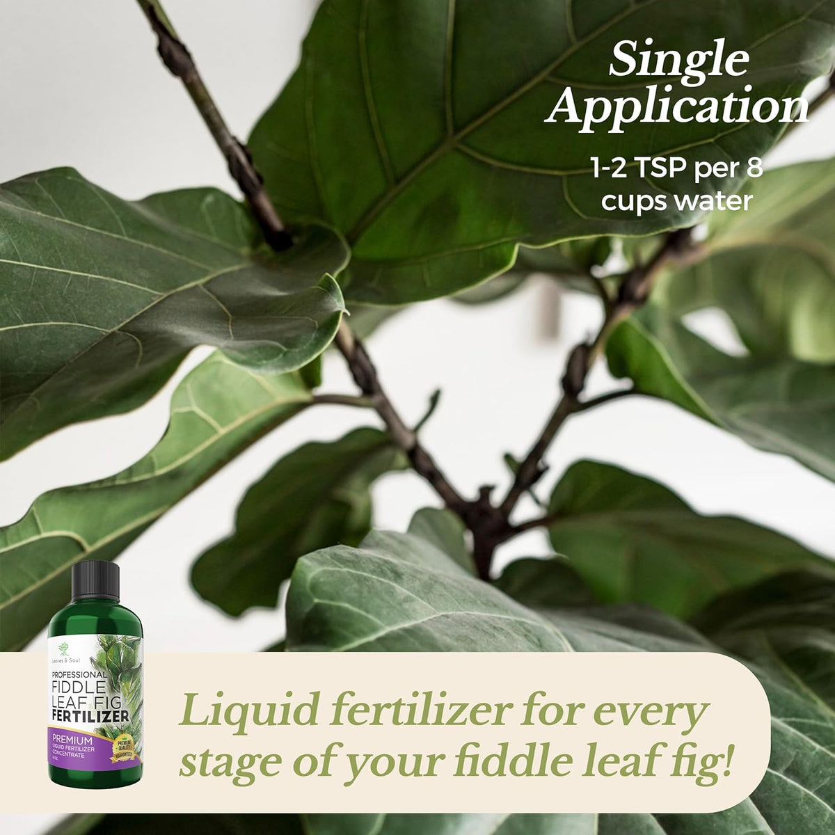 Leaves and Soul Professional Liquid Fiddle Leaf Fig Plant Fertilizer | 3-1-2 Concentrate for House