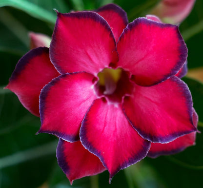 5 Desert Rose Seeds for Planting Mixed Color Ready to Grow Adenium Obesum Seeds Exotic Succulent