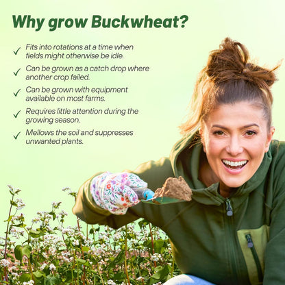 Outsidepride Buckwheat Seeds - 1oz Annual, Fast-Growing, Easy to Grow Buckwheat Cover Crop Seeds