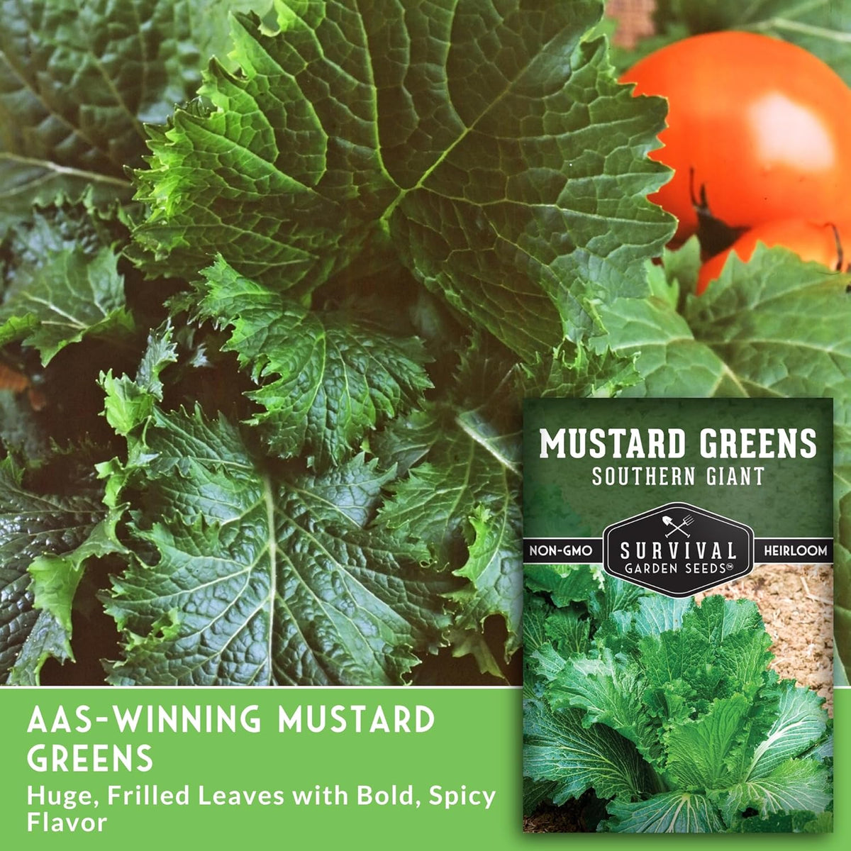 Southern Giant Mustard Green Seeds for Planting – Heirloom Non-GMO Spicy Greens, Heat Tolerant and