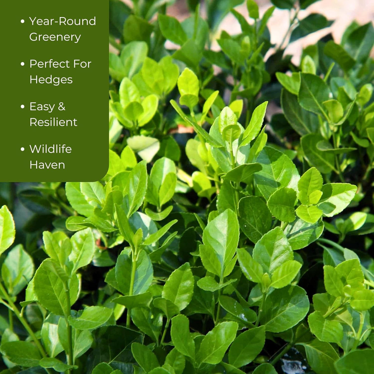 6 Live Manhattan Euonymus Plants (Euonymus Kiautschovicus ‘Manhattan’) – Evergreen Shrub for