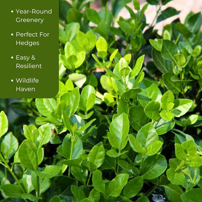 6 Live Manhattan Euonymus Plants (Euonymus Kiautschovicus ‘Manhattan’) – Evergreen Shrub for