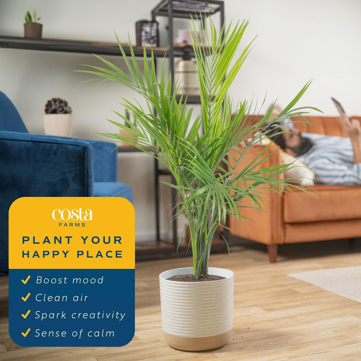 Costa Farms Majesty Palm Live Plant, Live Indoor and Outdoor Palm Tree, Potted in Modern Décor