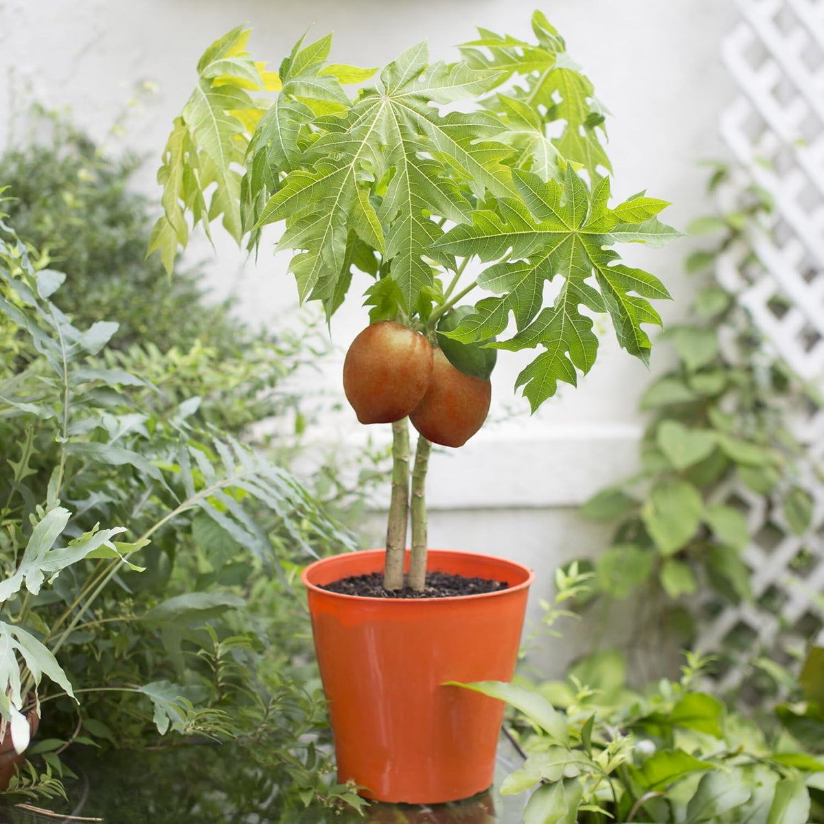 GARDENERA Papaya Plant Potting Soil - Enhance Fruiting and Health with Professional Grade