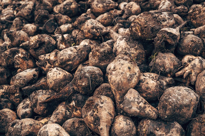 Sugar Beet Seeds for Planting – Plant & Grow Heirloom Sugar Beets in Home Outdoor Vegetable Garden