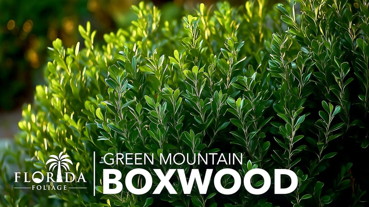 Green Mountain Boxwood | 3 Live Plants | Buxus sempervirens ‘Green Mountain’ | Evergreen Privacy