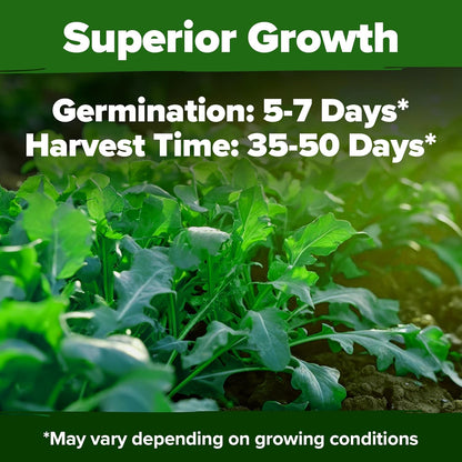HOME GROWN Arugula Seed 2 Pack – 4350 𝗡𝗢𝗡-𝗚𝗠𝗢 𝗨𝗦𝗔 Vegetable Seeds – Ideal Seeds for