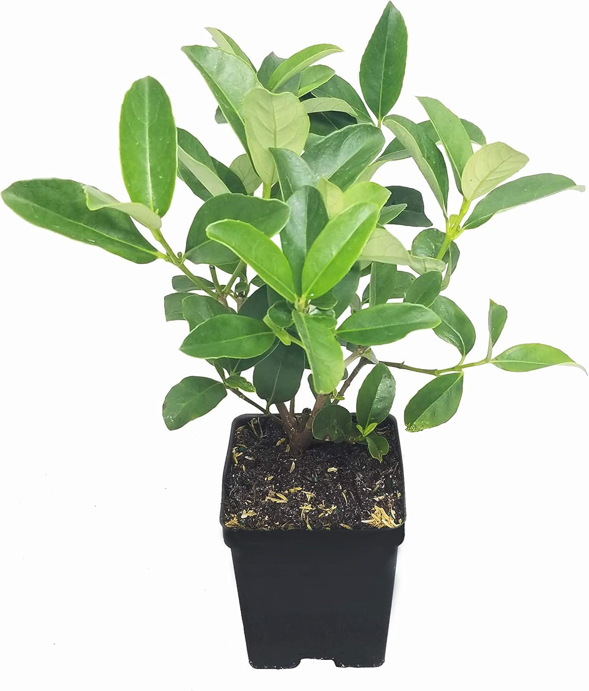 Sweet Viburnum | 12 Large 4 Inch Pots | Viburnum Odorotissimum | Live Plants | Fast Growing Privacy