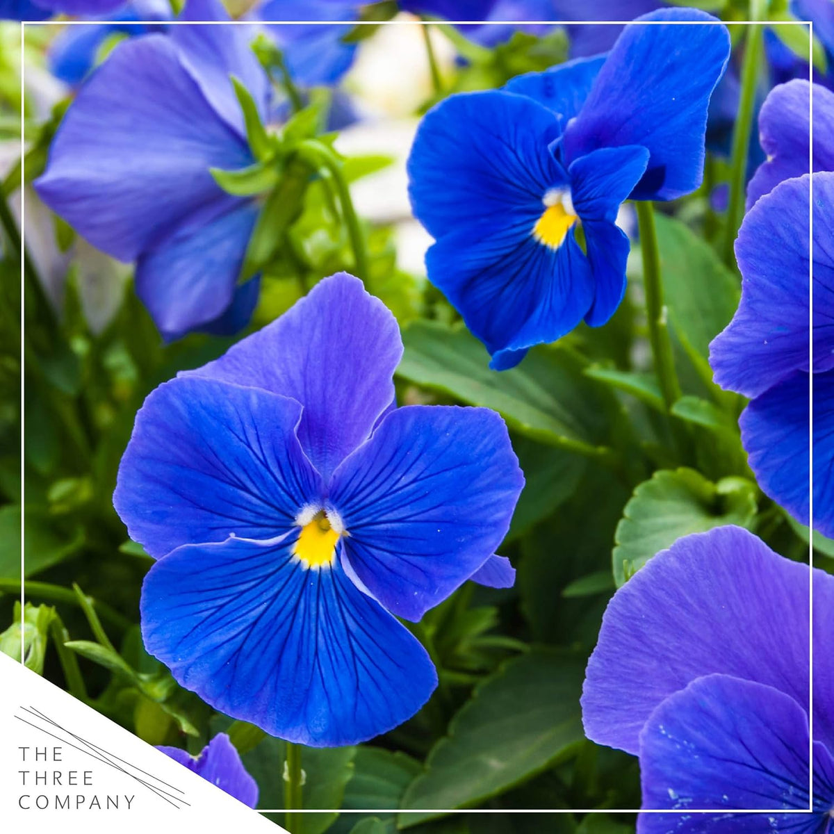 Live Healthy Flowering Pansies - Blue (4 Plants Per Pack), Beautiful Fall Color, 6" Tall by 4" Wide