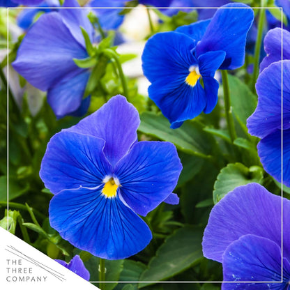 Live Healthy Flowering Pansies - Blue (4 Plants Per Pack), Beautiful Fall Color, 6" Tall by 4" Wide