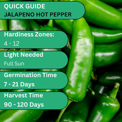 Woods Creek Seeds: Jalapeño TAM Hot Pepper Seeds for Planting - Over 180 Heirloom Non-GMO Jalapeno