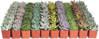 Shop Succulents Rosette Succulent Plant Pack Collection - Live Mini Succulent Plants, Low