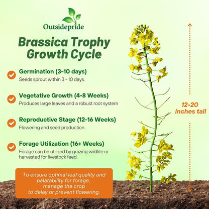 Outsidepride Trophy Forage Rape Seed - 5 Lbs Heat, Cold & Drought-Tolerant Brassica Food Plot Seed