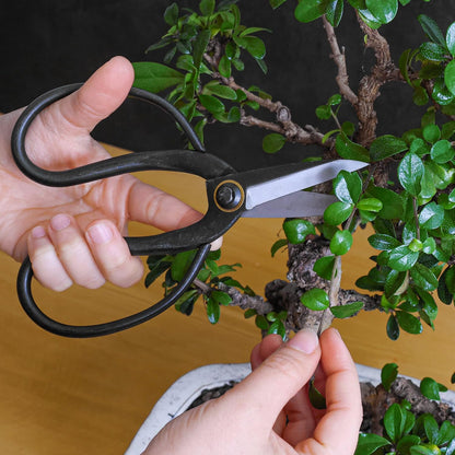 Professional Bonsai Butterfly Scissors | Pruning Shears for Trimming Plants | Japanese Gardening