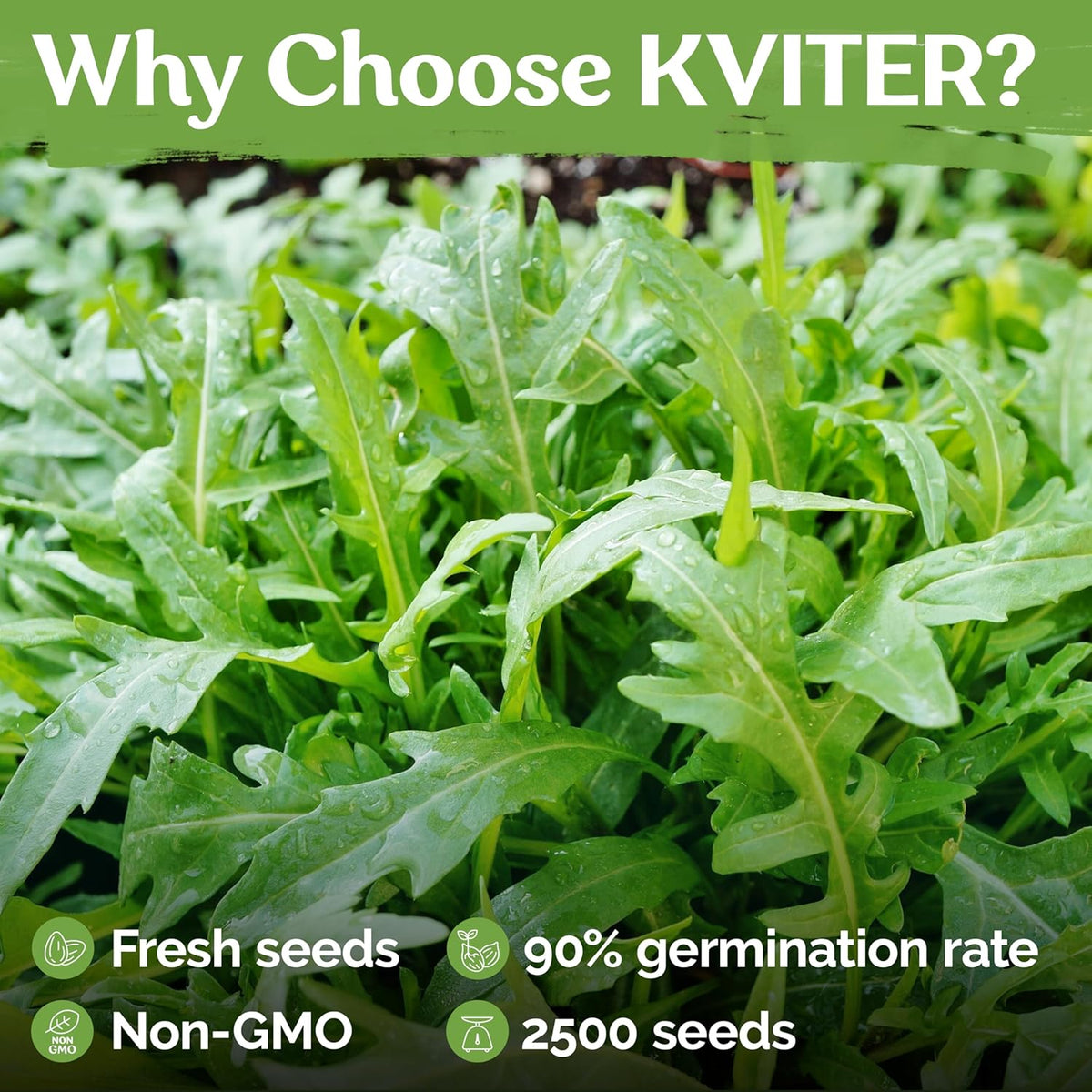 KVITER 2500 Roquette Arugula Seeds (Diplotaxis tenuifolia) - Arugula Fresh Organic & Non GMO