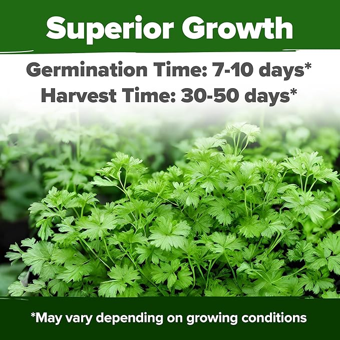 HOME GROWN 𝗨𝗦𝗔 𝗣𝗥𝗘𝗠𝗜𝗨𝗠 500+ Cilantro Seeds for Planting Indoors or Outdoors - Heirloom
