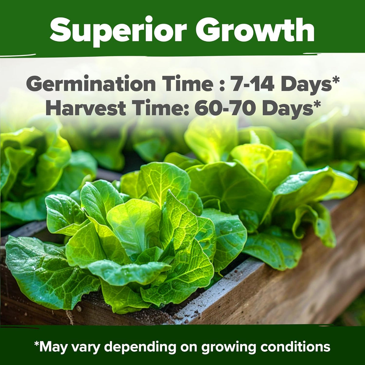 HOME GROWN Buttercrunch Lettuce Seed Pack - 3950 𝗡𝗢𝗡-𝗚𝗠𝗢 𝗨𝗦𝗔 Vegetable Seeds - Ideal Seeds