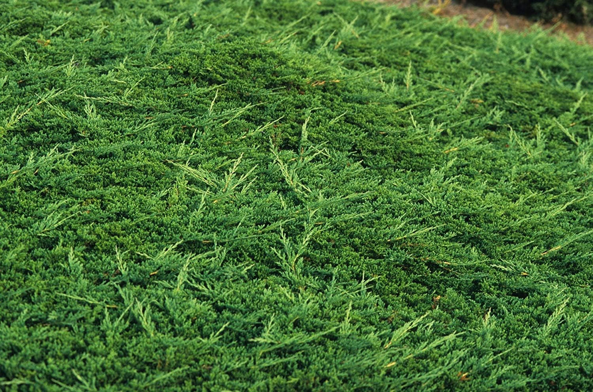 Prince of Wales Juniper - 20 Live Plants - Drought Tolerant Cold Hardy Evergreen Ground Cover