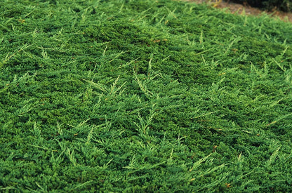 Prince of Wales Juniper - 30 Live Plants - Drought Tolerant Cold Hardy Evergreen Ground Cover