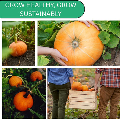 Woods Creek Seeds: Jack O Lantern Pumpkin Seeds for Planting - Over 40 Heirloom Non-GMO Pumpkin