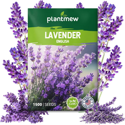 English Lavender Seeds for Planting - 1500+ Heirloom, Non-GMO Seeds - High Germination, Fragrant