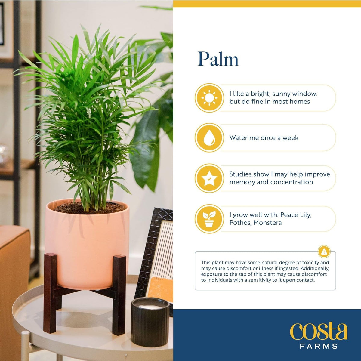 Costa Farms Parlor Palm, Neanthebella, Easy to Grow Houseplant Potted in Décor Plant Pot, Everyday