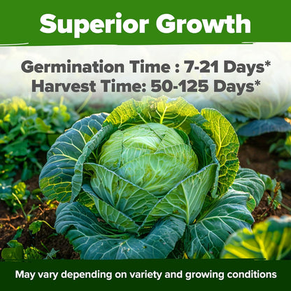 HOME GROWN 7 Cabbage Seeds for Planting - 2000+ Heirloom 𝗡𝗢𝗡-𝗚𝗠𝗢 𝗨𝗦𝗔 Seeds - Golden