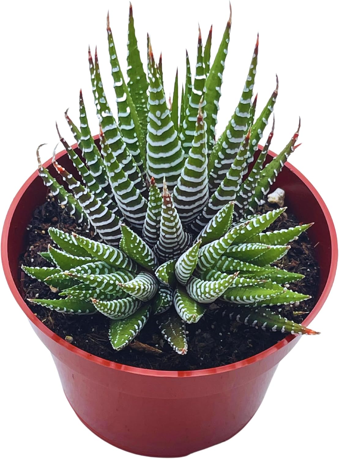 Live Succulent 4" Haworthia Super Fasciata, Succulents Plants Live Fully Rooted House Plant for