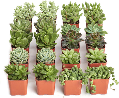 Shop Succulents Verde Succulent Plant Pack Bulk Collection - Live Mini Succulent Plants, Low