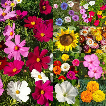 Seed Needs Garden Flower Seeds Large Blooms Mix Hummingbird and Butterfly | 2 Packs (1 Ounce Each)