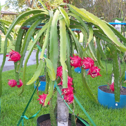 Dragon Fruit Tree - Live Plant in a 4 Inch Pot - Hylocereous Undatus - Edible Tropical Fruit Plant