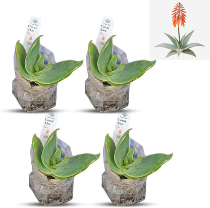 Coral Aloe Plants (Aloe striata) - Live Succulent with Striking Pink Edges and Smooth, Flat Leaves